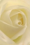 The image offers an intimate look into the heart of a cream-white rose, its petals spiraling inwards as though inviting you to rest within their gentle embrace. The delicate, almost weightless texture feels as soft as Woolwich's morning fog, kissed by dew. Gentle shadows nestle between each undulating fold, infusing the scene with layers of depth and tranquil drama. There's a palpable peace to this moment-much like the quiet that settles over Woolwich after dawn-making this bloom a pure symbol of respect, remembrance, or new beginnings. As the local florists in Woolwich know well, such a rose carries meaning beyond its form; the subtle, sweet fragrance hangs softly, comforting yet unobtrusive. The close perspective reveals both the flower's grace and the care woven into each arrangement, whether destined for a neighbour along Plumstead Road or as a thoughtful gesture marking a tender occasion. This is more than a bouquet-it is a heartfelt message, steeped in Woolwich's enduring sense of compassion and community.